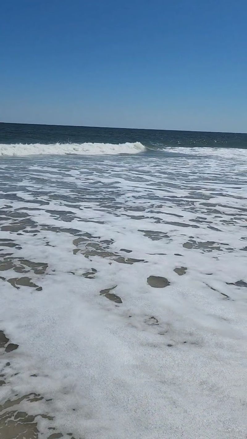 Beachcombing and Shark Teeth Hunting