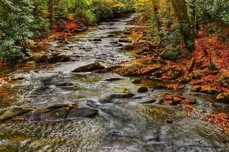 Roan Mountain State Park and Rhododendron Gardens