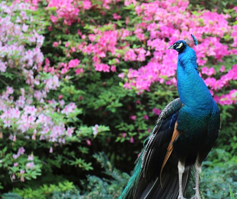 Peacocks and Wildlife Encounters