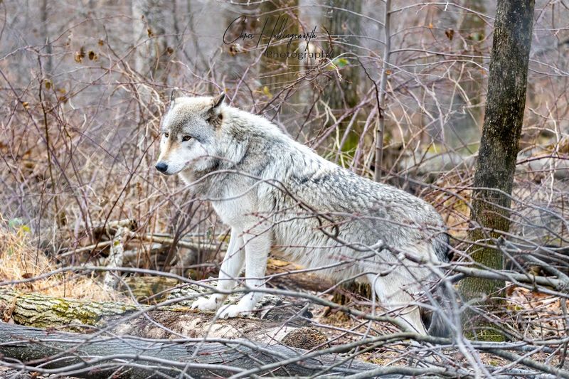 Lakota Wolf Preserve &mdash; Columbia, New Jersey