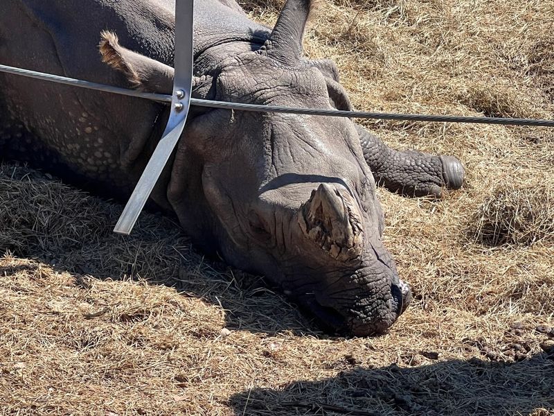 Rhino Encounter And Conservation Talk