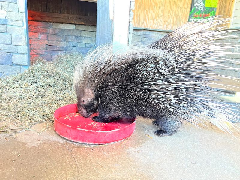 Porcupines, Capybaras, Pigs, and Other Surprising Residents