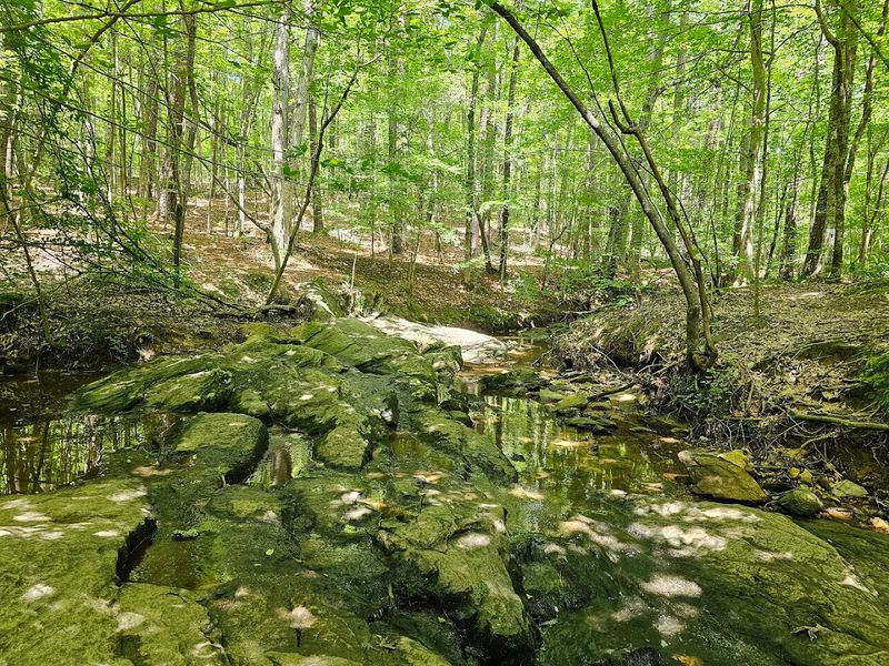 Wildlife and Birding Highlights