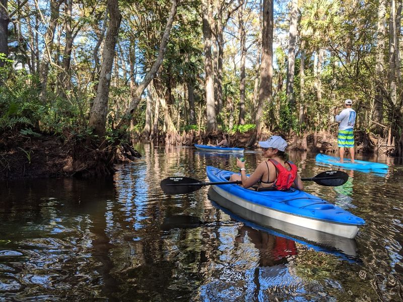 Kayaking and Canoeing Through Mangroves and River Swamps