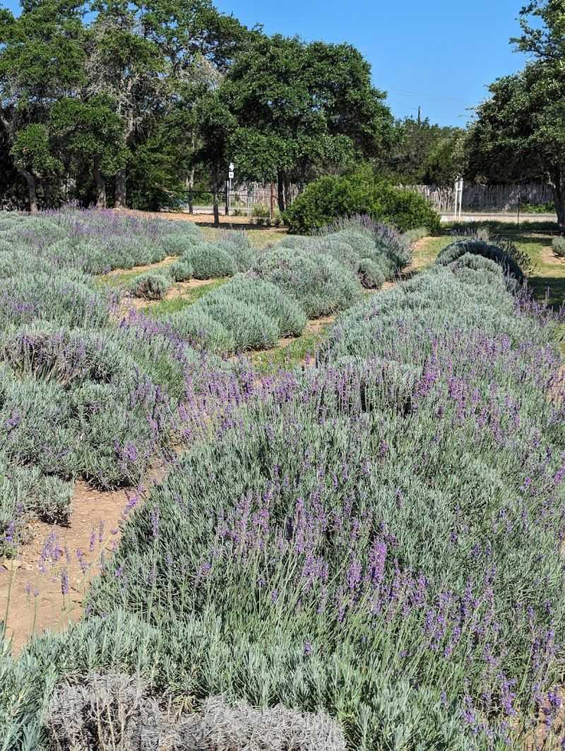 Hill Country Lavender Farm – Blanco, Texas