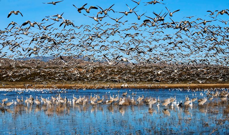 Bosque del Apache National Wildlife Refuge, New Mexico