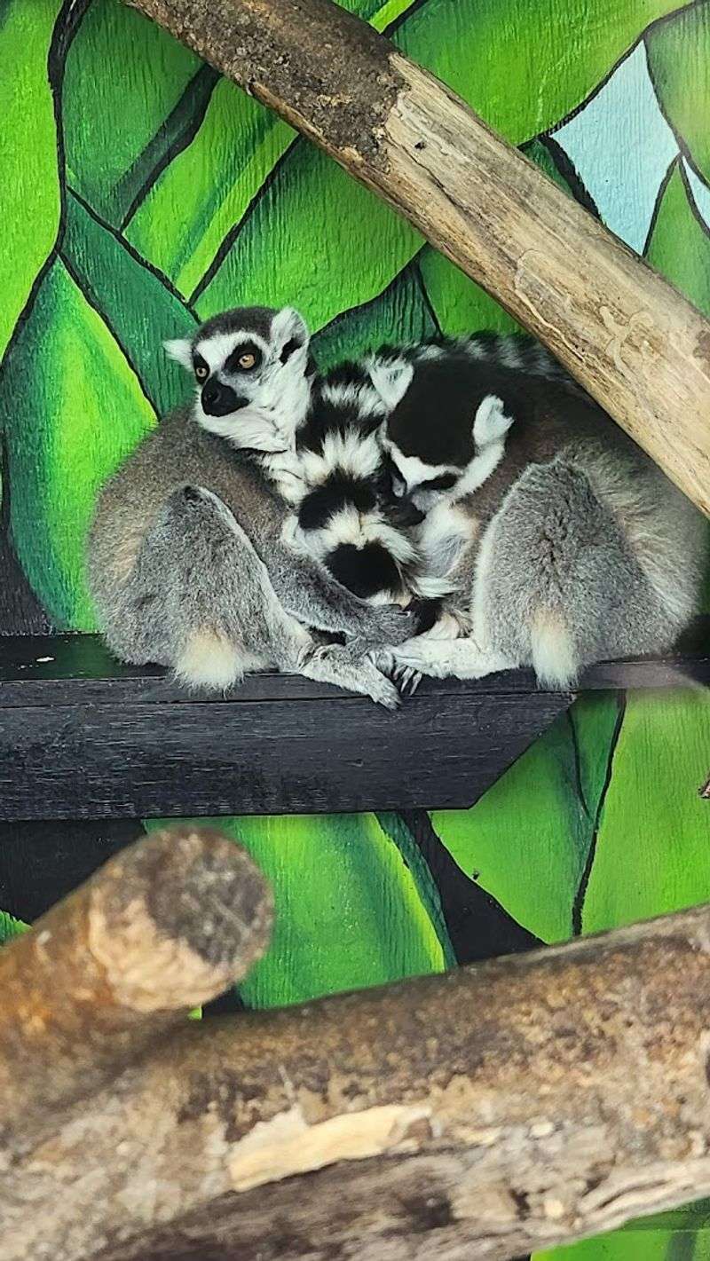 Lemur and Monkey Interactions