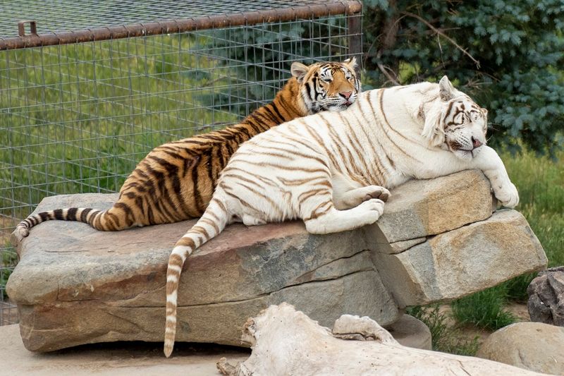 The Wild Animal Sanctuary (Keenesburg, Colorado)