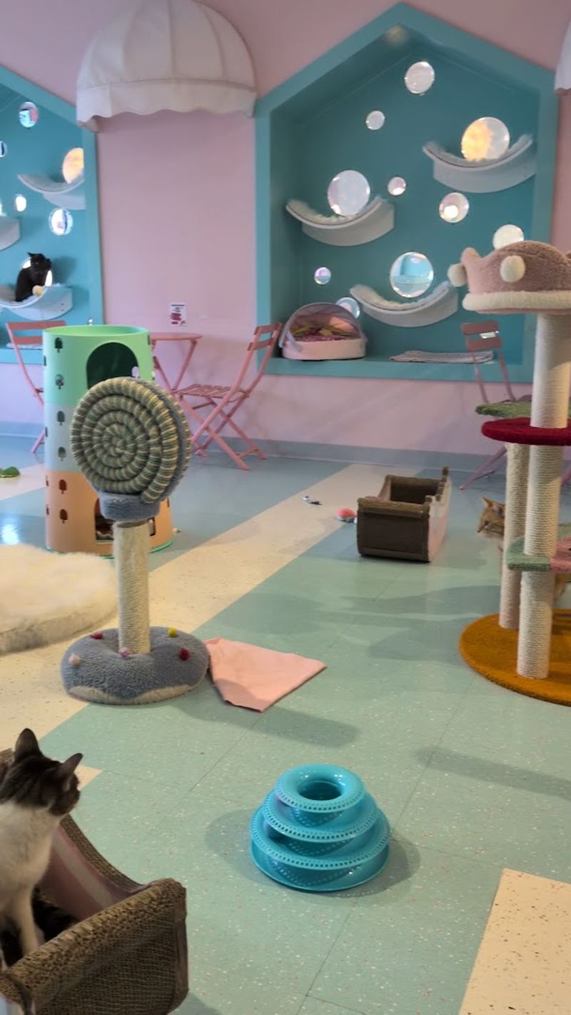 Adoption Pathway With Colony Cats