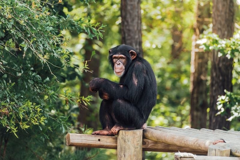 Chimp Haven (Keithville, Louisiana)