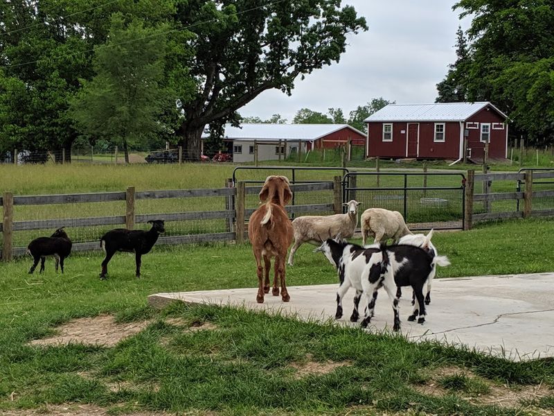 Barn Sanctuary (Chelsea, Michigan)