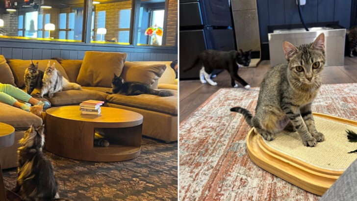 Central Florida&rsquo;s Largest Cat Cafe Just Opened Minutes From Disney World With Maine Coons and Rescue Cats You Can Adopt