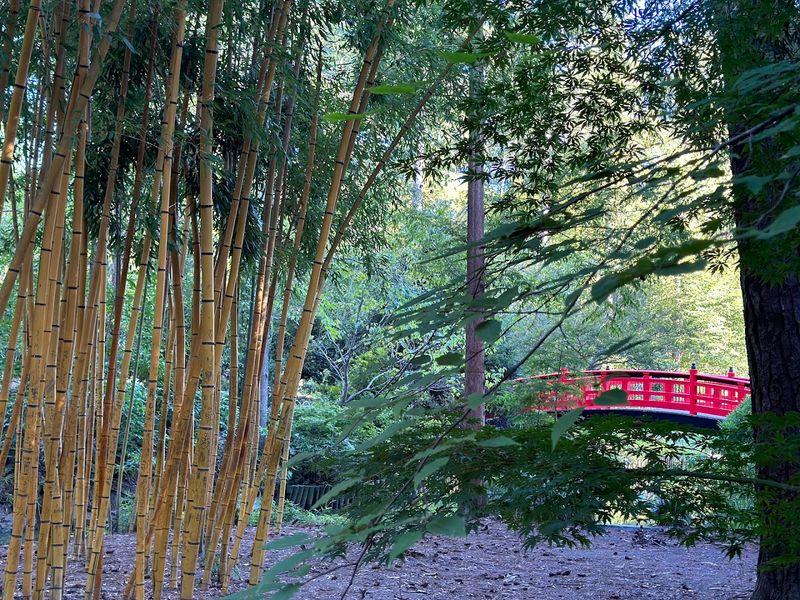 Bamboo Grove Walk