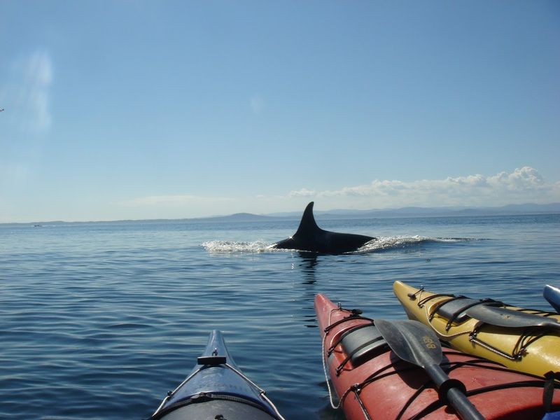Sea Kayaking the San Juan Islands