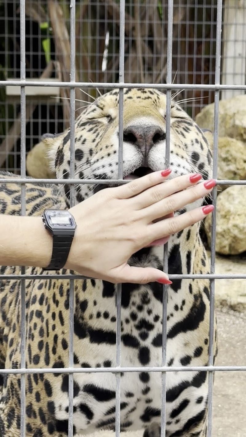 The Fascinating Origin Story Behind the Sanctuary