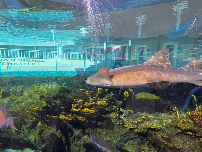 Loggerhead Marinelife Center (Juno Beach)