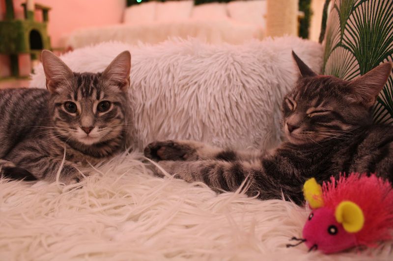 A Cozy, Instagram-Friendly Atmosphere