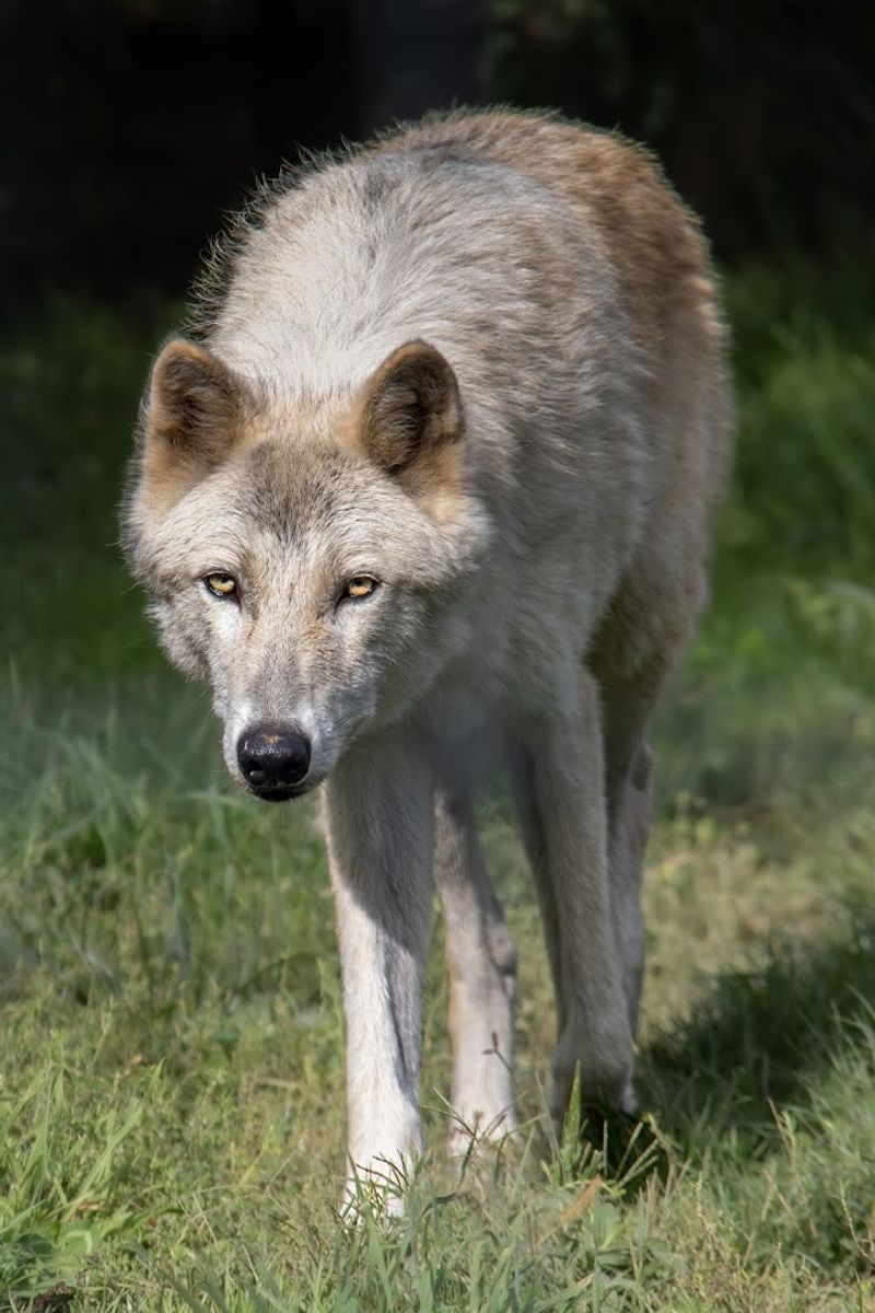 Wolf Sanctuary of PA &mdash; Lititz, Pennsylvania