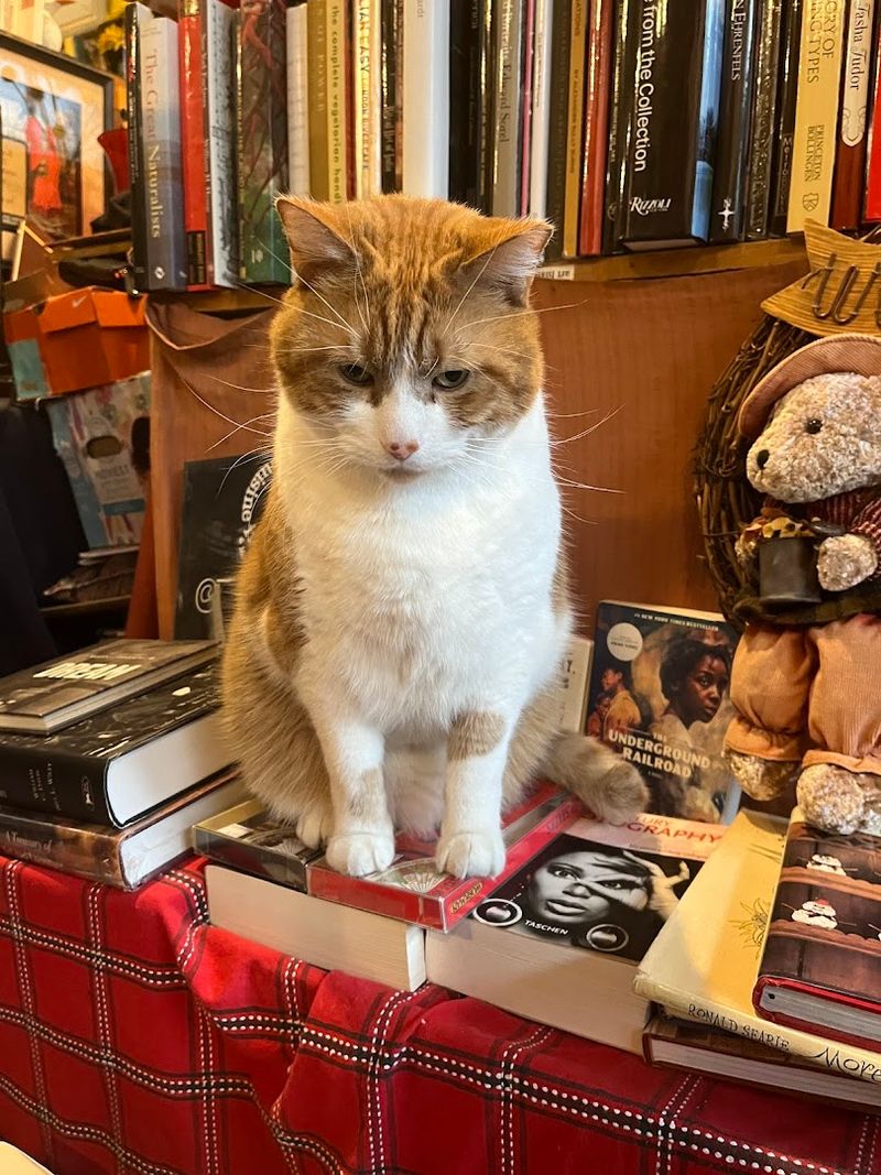 Meeting Mr. Pickles, The Shop Cat