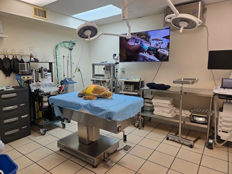 Inside the Treatment and Surgery Rooms