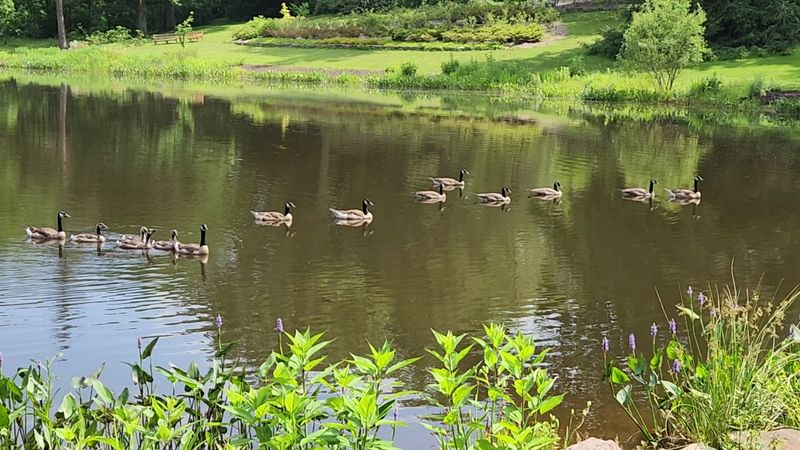 Wildlife and Botanical Richness