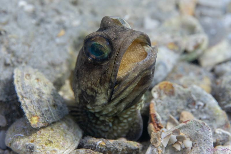 Responsible Wildlife Viewing And Conservation