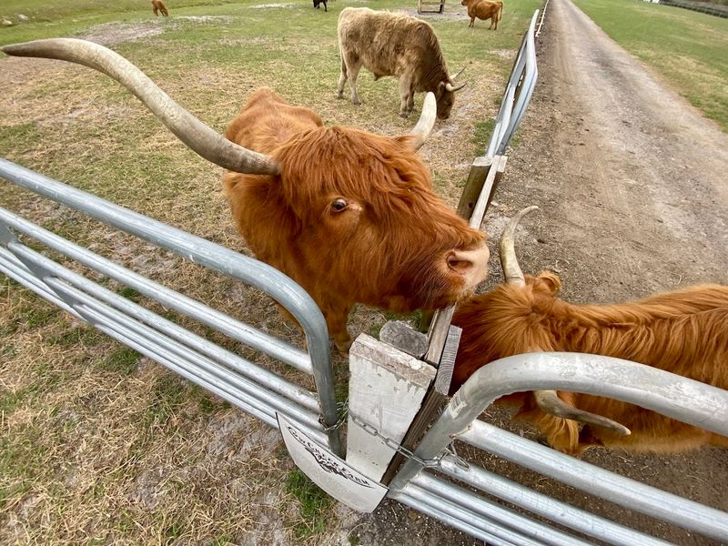 The Highland Cows: Stars of the Show