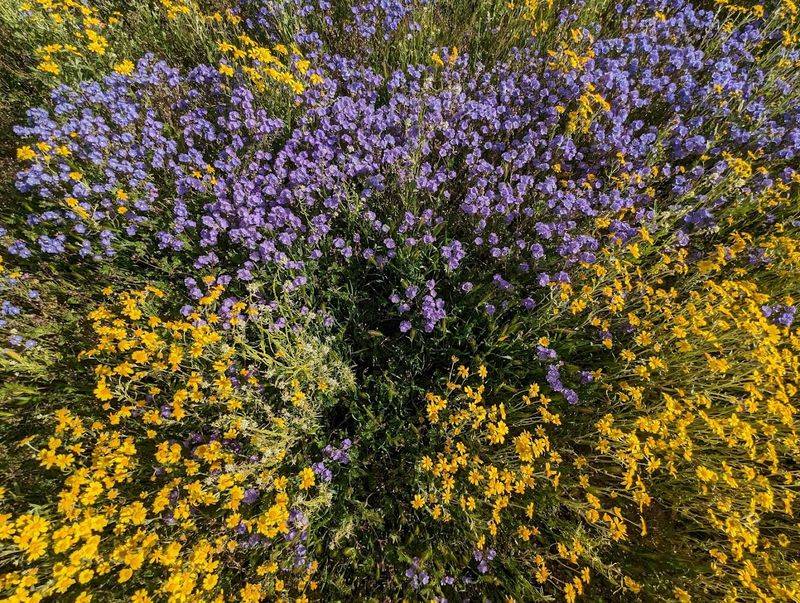 Carrizo Plain National Monument, California