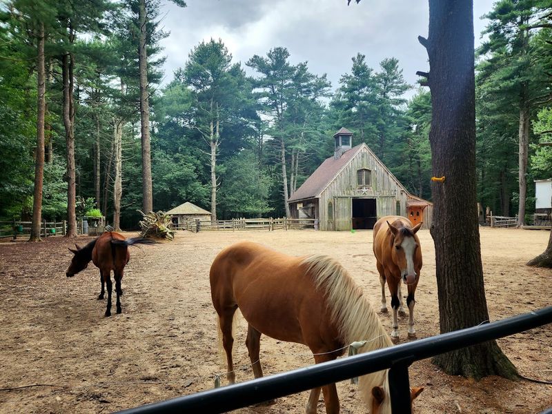 Winslow Farm Animal Sanctuary (Norton, Massachusetts)