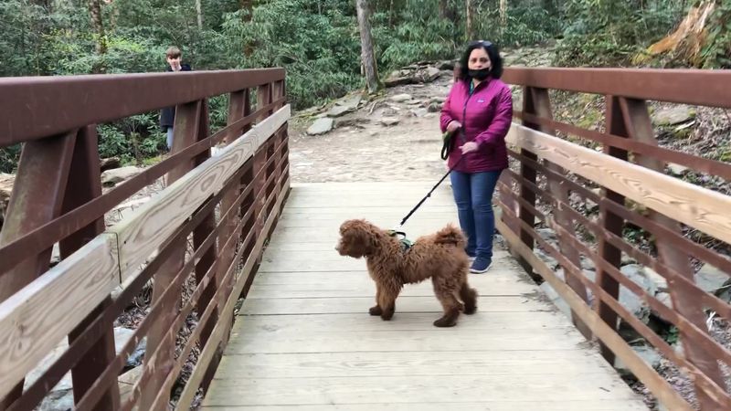 Families, dogs, and realistic pacing