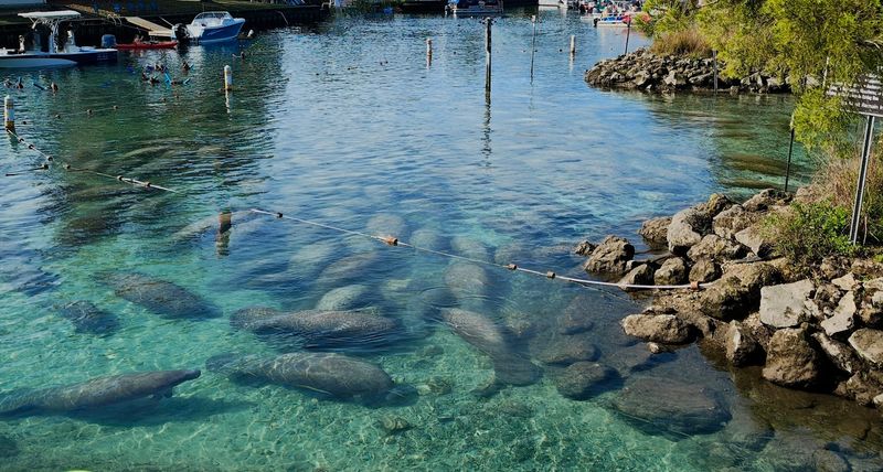 West Indian Manatees Gathering in Winter