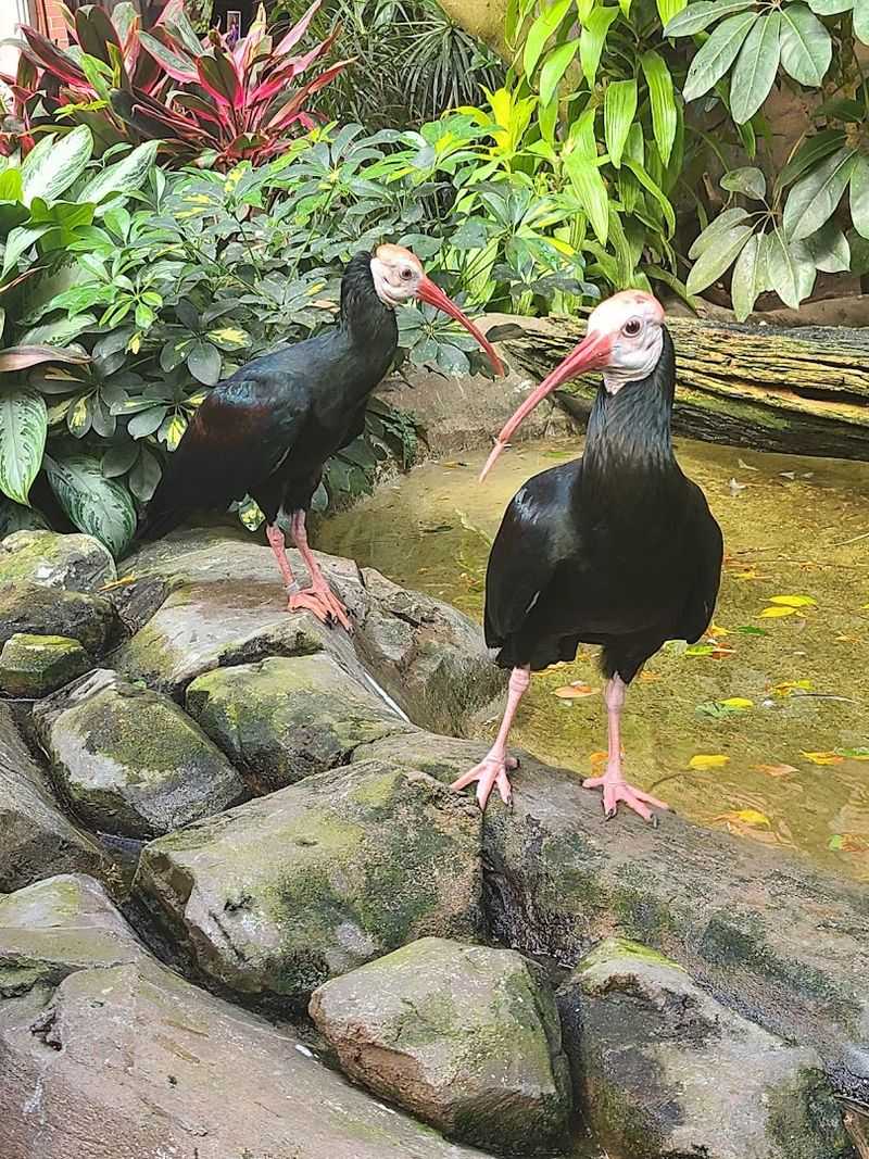 Conservation and Research Highlights