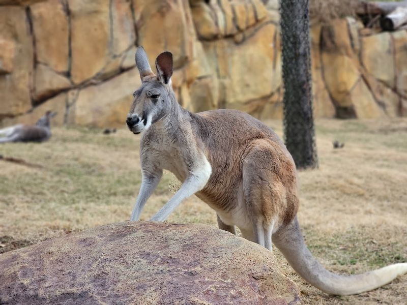 Cincinnati Zoo & Botanical Garden - Cincinnati, OH