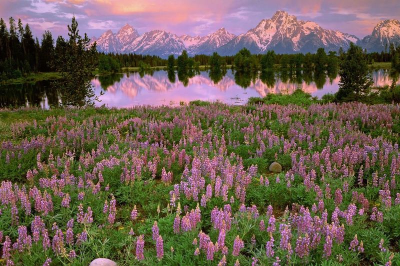 Grand Teton National Park Meadows, Wyoming