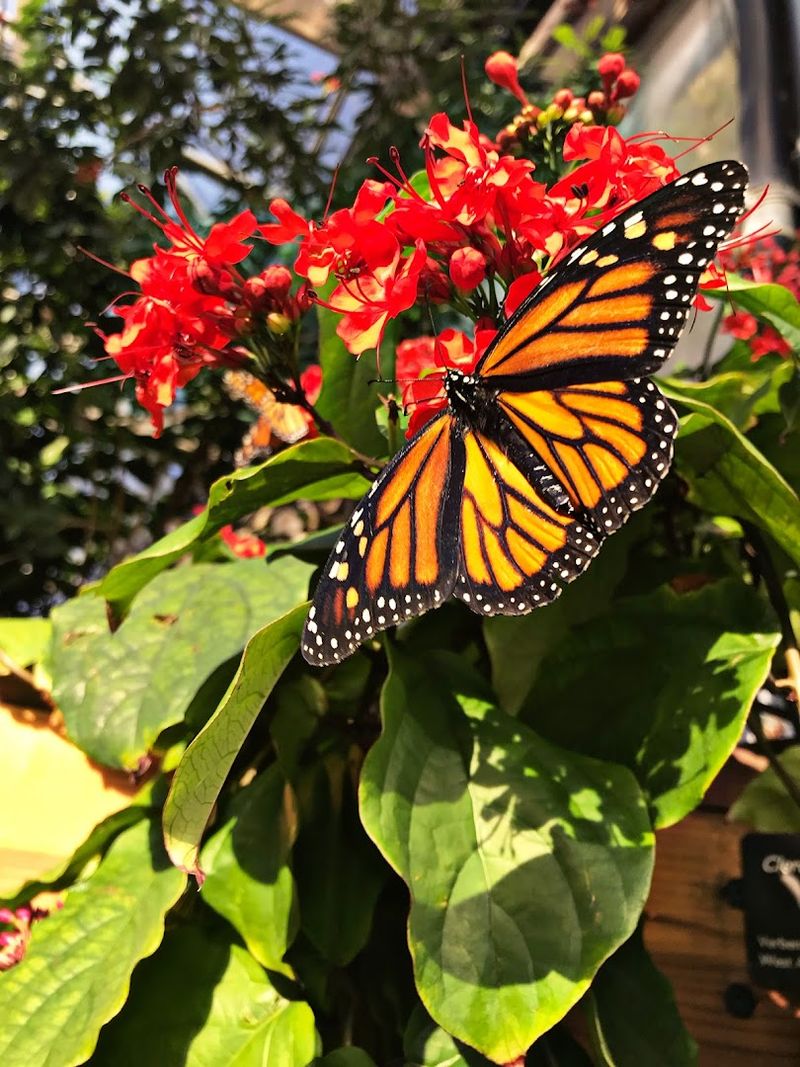 Butterfly Pavilion &ndash; Westminster