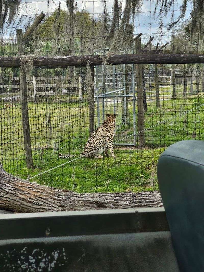 Guided Safari Vehicle Tour
