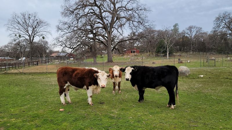 Animal Place (Grass Valley, California)