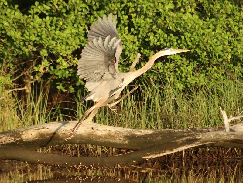 Wildlife Watching Opportunities