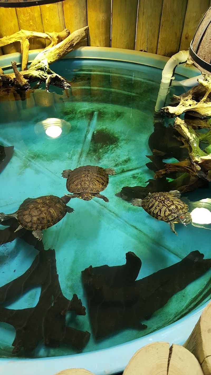 Animals You Might Meet