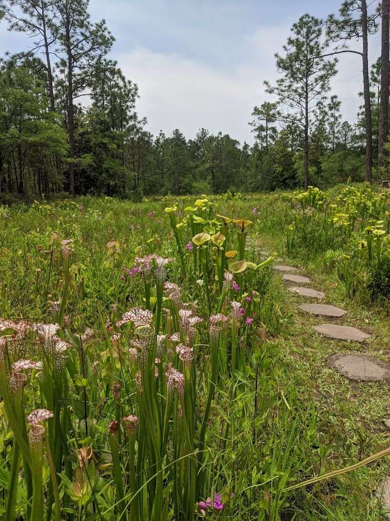 Native Wetland Habitat Preservation