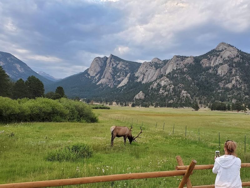 Wildlife Beyond the Elk: Moose, Bears, and More