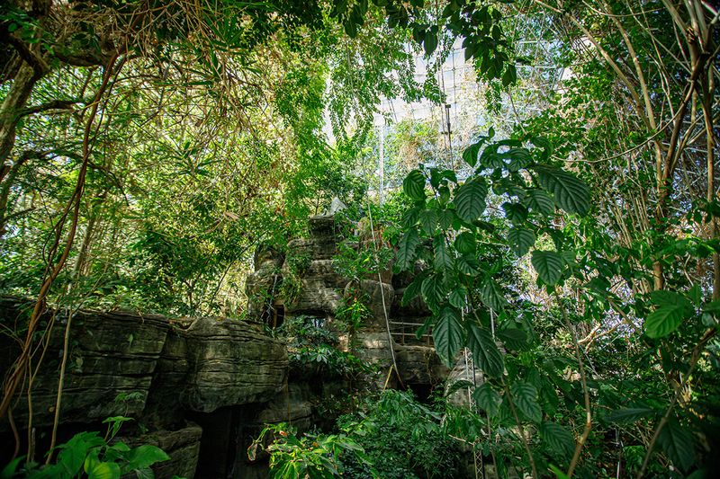 The Tropical Rainforest Biome Inside
