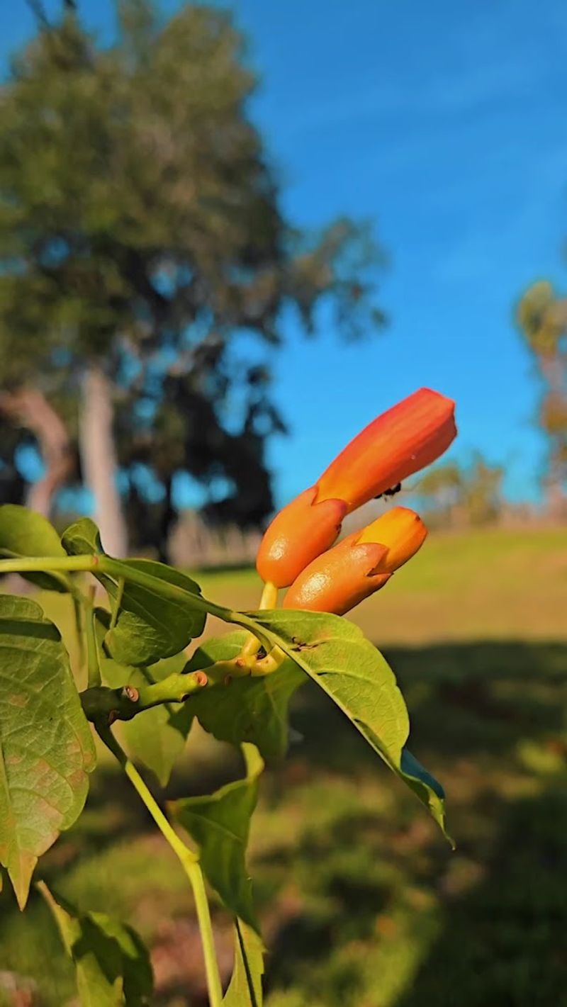 Nature Trails Beyond the Core Site