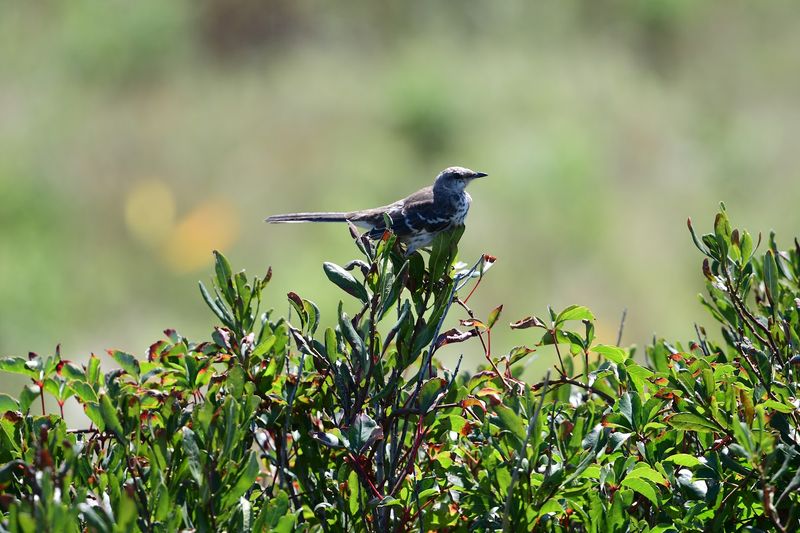 Cape May Bird Observatory, New Jersey