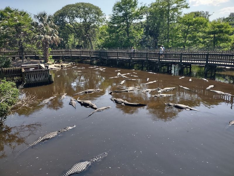 The Massive Alligator Lagoon and Its Staggering Population