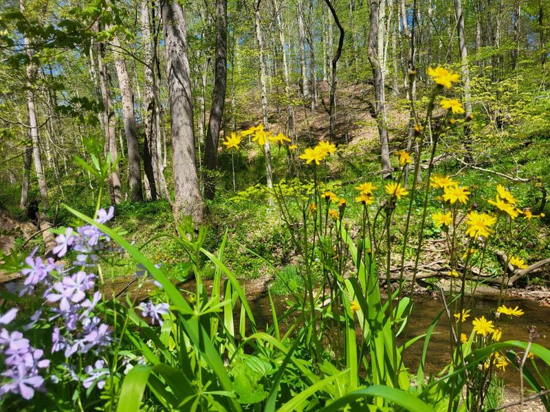 The Jaw-Dropping Spring Wildflower Display