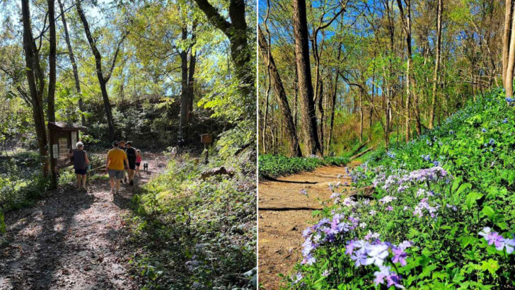 Every Spring This Pennsylvania Ravine Explodes With Over 70 Species of Wildflowers Along a Single Trail