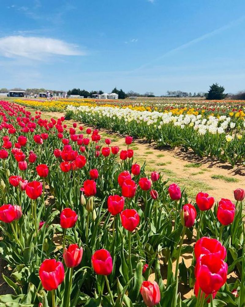 A Seasonal Spectacle That Signals Spring in North Texas