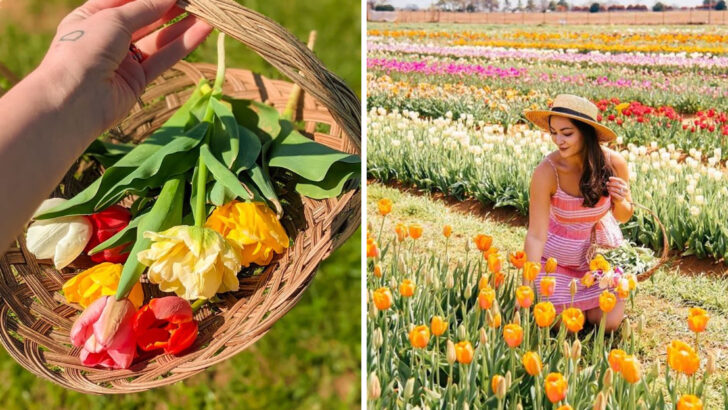 Every Spring This Texas Tulip Farm Explodes With Color and You Can Pick Your Own Bouquet to Take Home