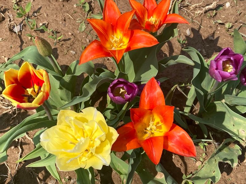 Spring Timing at Burket Farm